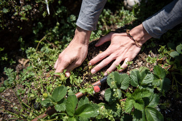Close up of male hands pulling weeds around a strawberry plant