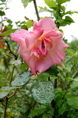 Rosa con gotas