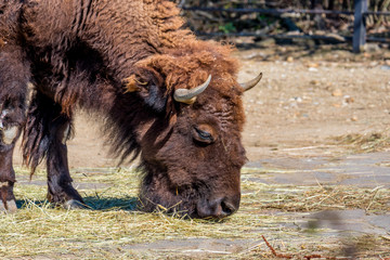Fototapeta premium A large brown yak walks along a brick wall. Wild animal in the farm. Portrait of a yak close-up.