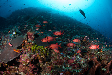 Fototapeta na wymiar Nice coral reel with clear water in Komodo, Indonesia