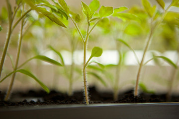 tomato seedlings in plastic pots ready to plant. Nature, harvest.
