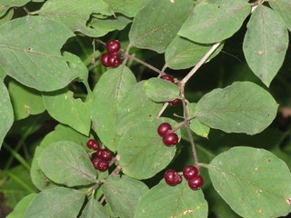 red currant bush