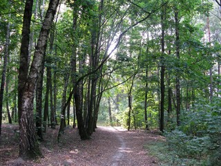 path in the forest