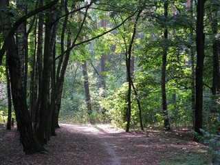 path in the forest