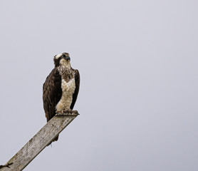 Osprey