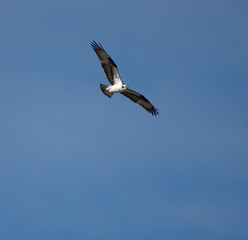 Osprey