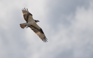 Fototapeta premium Osprey