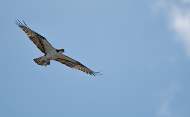 Osprey