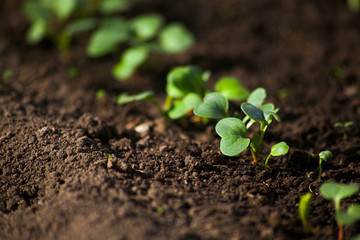 Young radish sprouts are growing from the soil with sunlight.