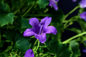 Fototapeta na wymiar purple flowers on a green background. Macro mode
