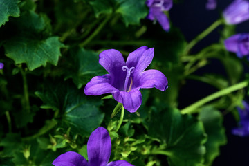 purple flowers on a green background. Macro mode