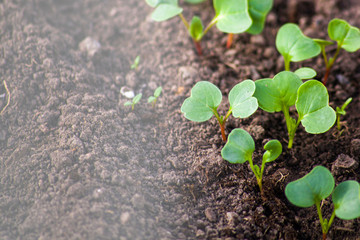 radish, growth, seedling, vegetable, sprout, leaf, earth, ground, grow, growing, farming, soil, rural, young, small, closeup, food, fresh, natural, organic, spring, new, green, healthy, nature, agricu