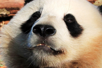 Fototapeta premium Panda géant