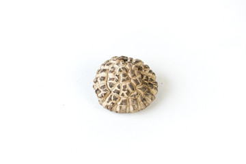 Shiitake mushrooms in white background