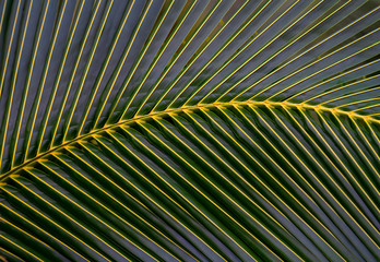 Palm leaves from the tropical jungles of Costa Rica