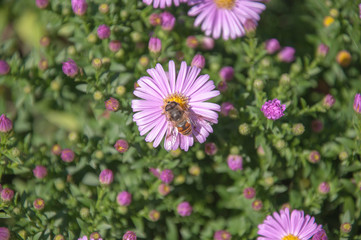 Little bee collects nectar from purple flower