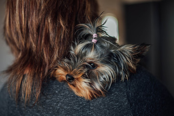 Yorkshire terrier in the hands of a woman close up