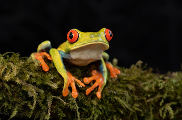 Red-eyed Tree Frog (Agalychnis callidryas) on a moss covered branch, in the jungles of Costa Rica