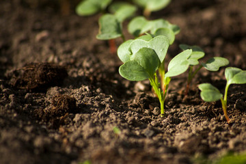 Young radish sprouts are growing from the soil with sunlight.