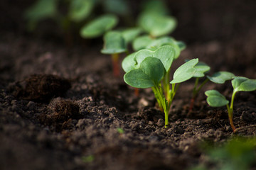 radish, growth, seedling, vegetable, sprout, leaf, earth, ground, grow, growing, farming, soil, rural, young, small, closeup, food, fresh, natural, organic, spring, new, green, healthy, nature, agricu