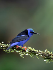Red-legged honeycreeper Cyanerpes cyaneus perched on a mossy branch in the tropical jungles of Costa Rica