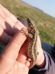 hand holding a butterfly