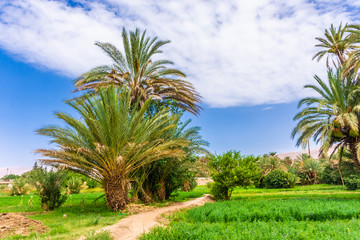 Fototapeta na wymiar Palms and plantation in a moroccan oasis