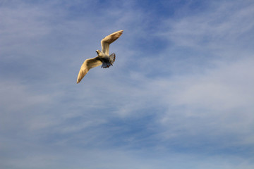 Birds in the sky. A bird of Seagull