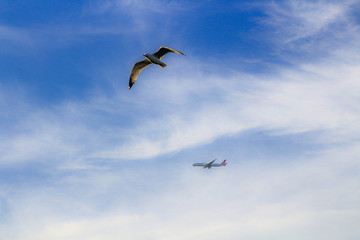 Birds in the sky. A bird of Seagull