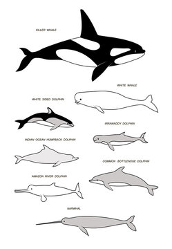 Marine mammals. Vector black drawing silhouette image set.