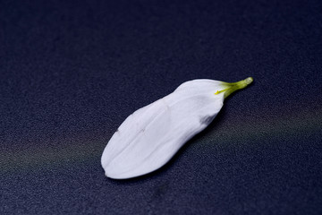 white flower on a dark background. Macro mode