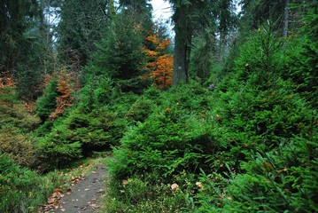 Magiczny las © Artur