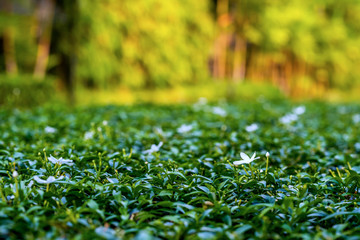 Naklejka premium Jasmine that has just bloomed on a green tree in a beautiful place with sunshine during the sunset