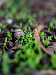 green sprout in the ground