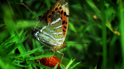 butterfly on a Flower