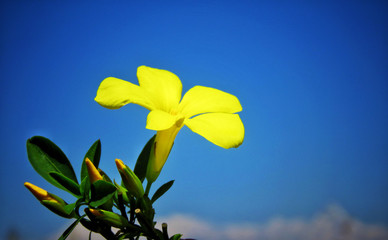 yellow flower against blue sky