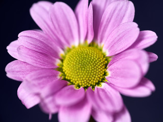 pink and purple flower on a dark background. Macro mode