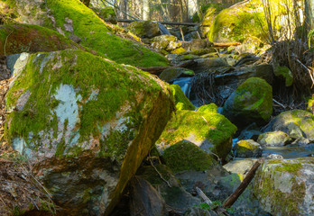 The stream in the spring. Photo of scandinavian nature. Swedish forest.