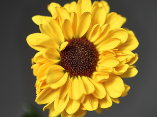 yellow flower on a dark background. Macro mode