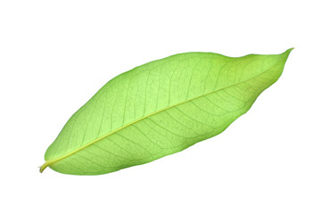 green leaf on white background