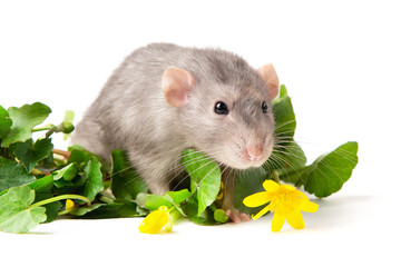 A gray rat is next to delicate wildflowers on a white background. Symbol of 2020. Sping mood. Greeting card with a pet. Copy space