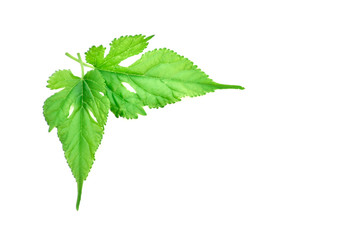 fresh green leaves of mint