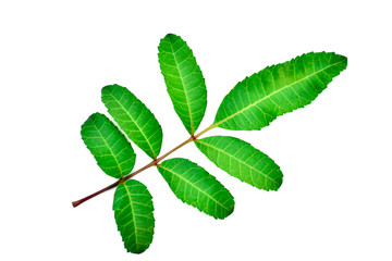 green leaves isolated on white background