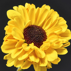 yellow flower on a dark background. Macro mode