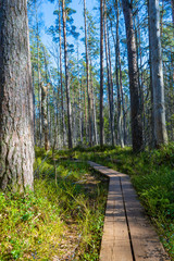 The trail in the spring. Photo of scandinavian nature. Swedish forest.
