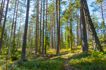 Scandinavian forest in spring. Photo of swedish nature.