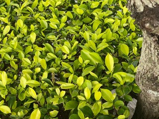 Obraz premium liście zielone tło