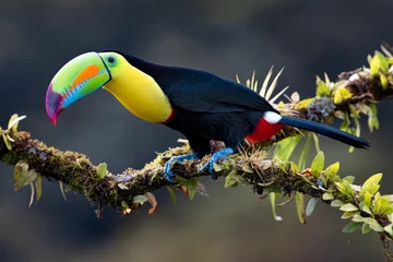 Wall murals Toucan Keel-billed toucan (Ramphastos sulfuratus), closeup perched on a mossy branch in the rainforests, Boca Tapada, Laguna de Lagarto Lodge, Costa Rica