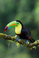 Keel-billed toucan (Ramphastos sulfuratus), closeup perched on a mossy branch in the rainforests, Boca Tapada, Laguna de Lagarto Lodge, Costa Rica