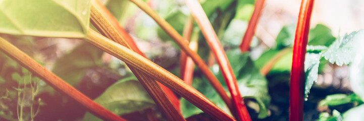 Rhubarb growing in the garden during spring